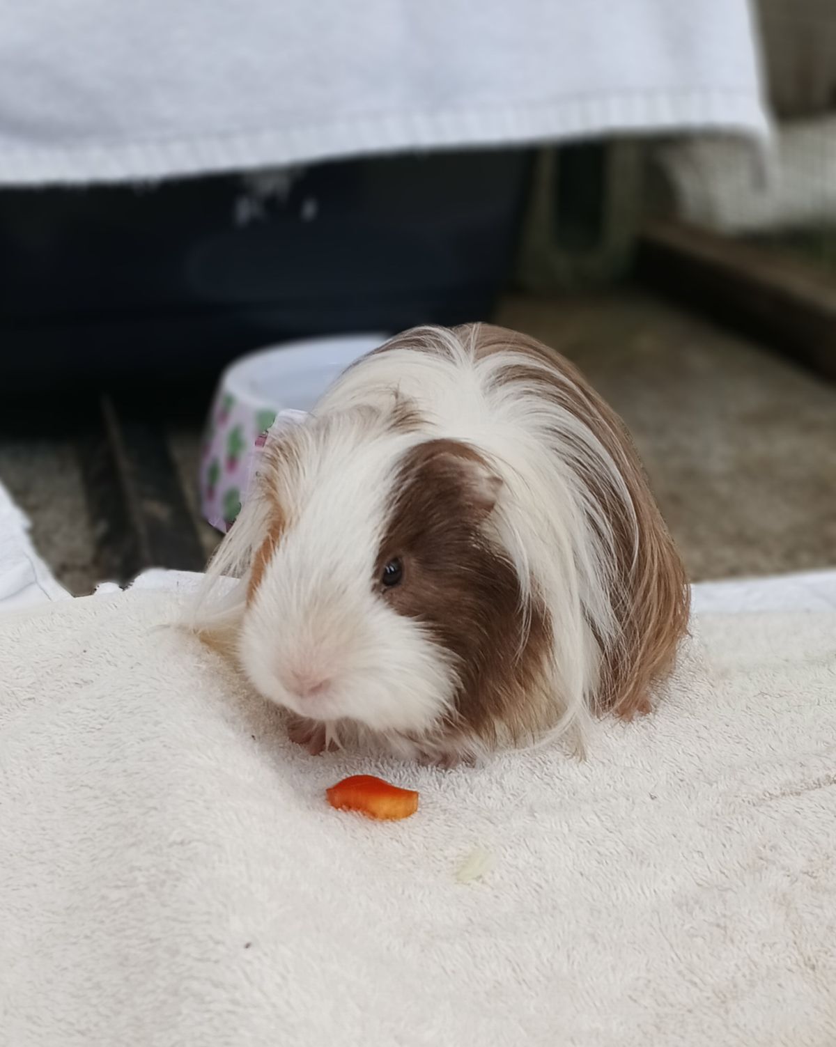 Gallery image: Noodle