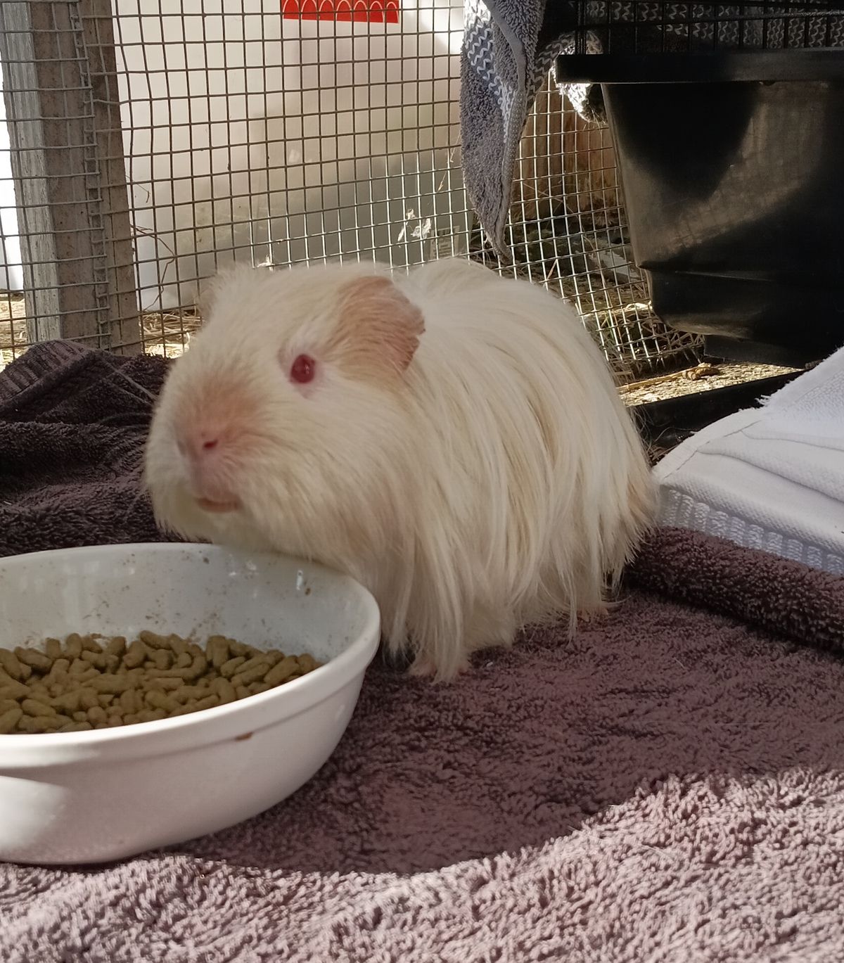 Gallery image: Pickle