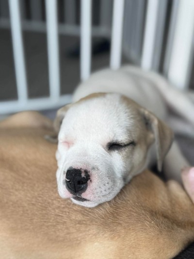 Effie - Medium Cross Breed