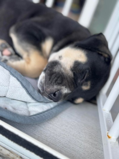 Ezra  - Medium Cross Breed