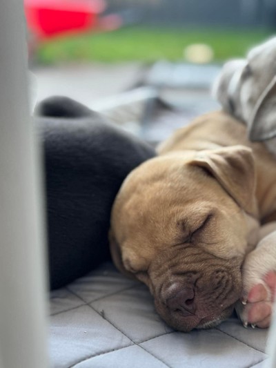 Emmy - Medium Cross Breed