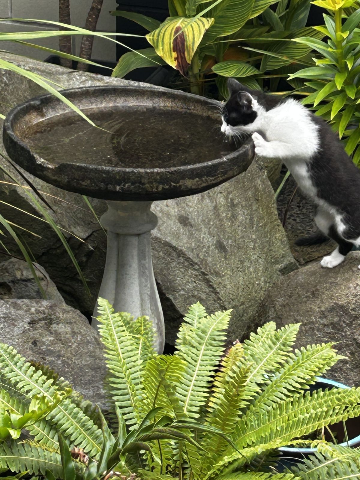 Gallery image: Felix 