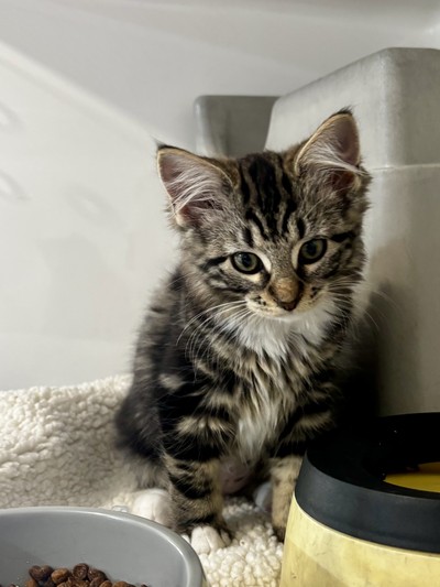 Penny - Domestic Medium Hair