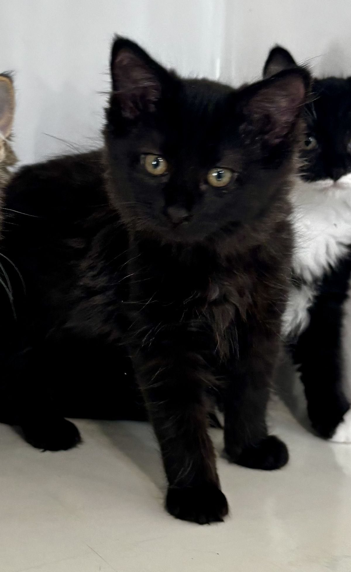 Gallery image: Paris