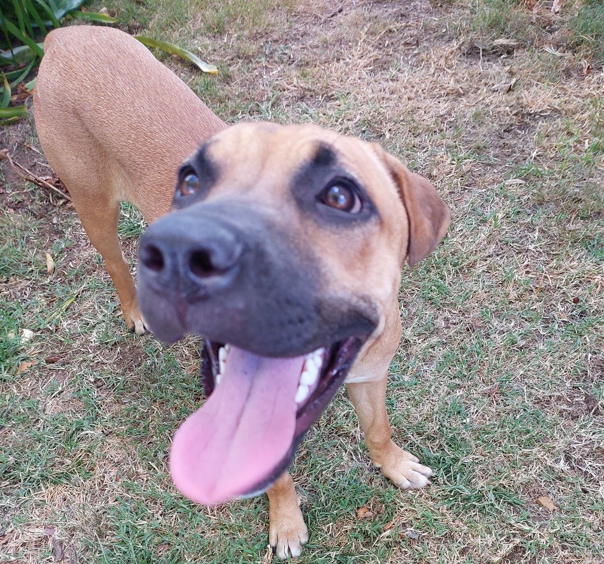 Gallery image: Cashew