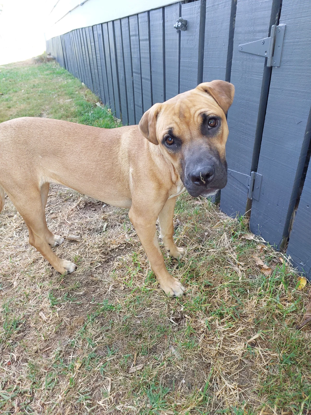 Gallery image: Cashew