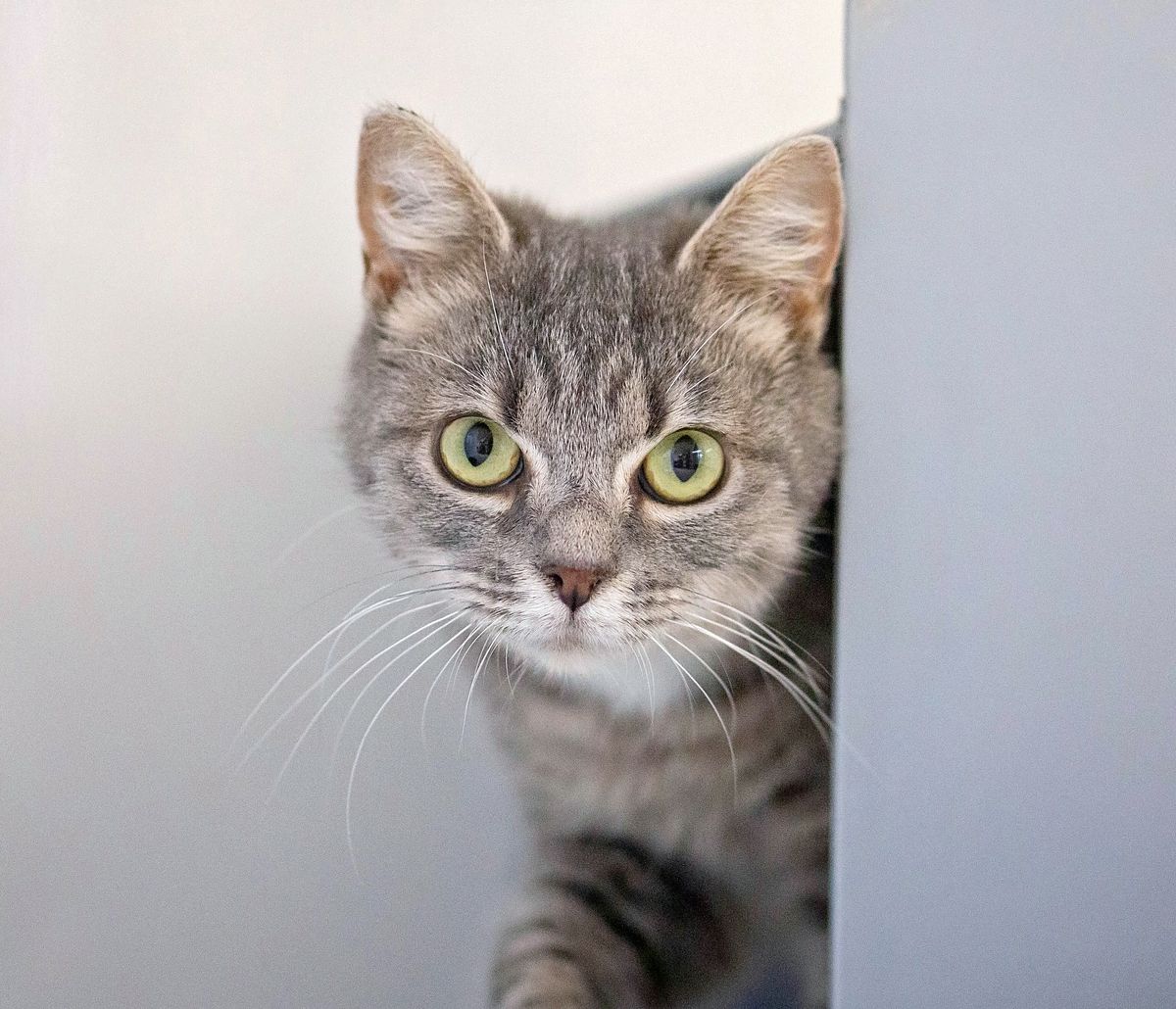 Gallery image: Shadow