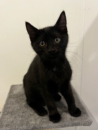 Gallery image: Beetle