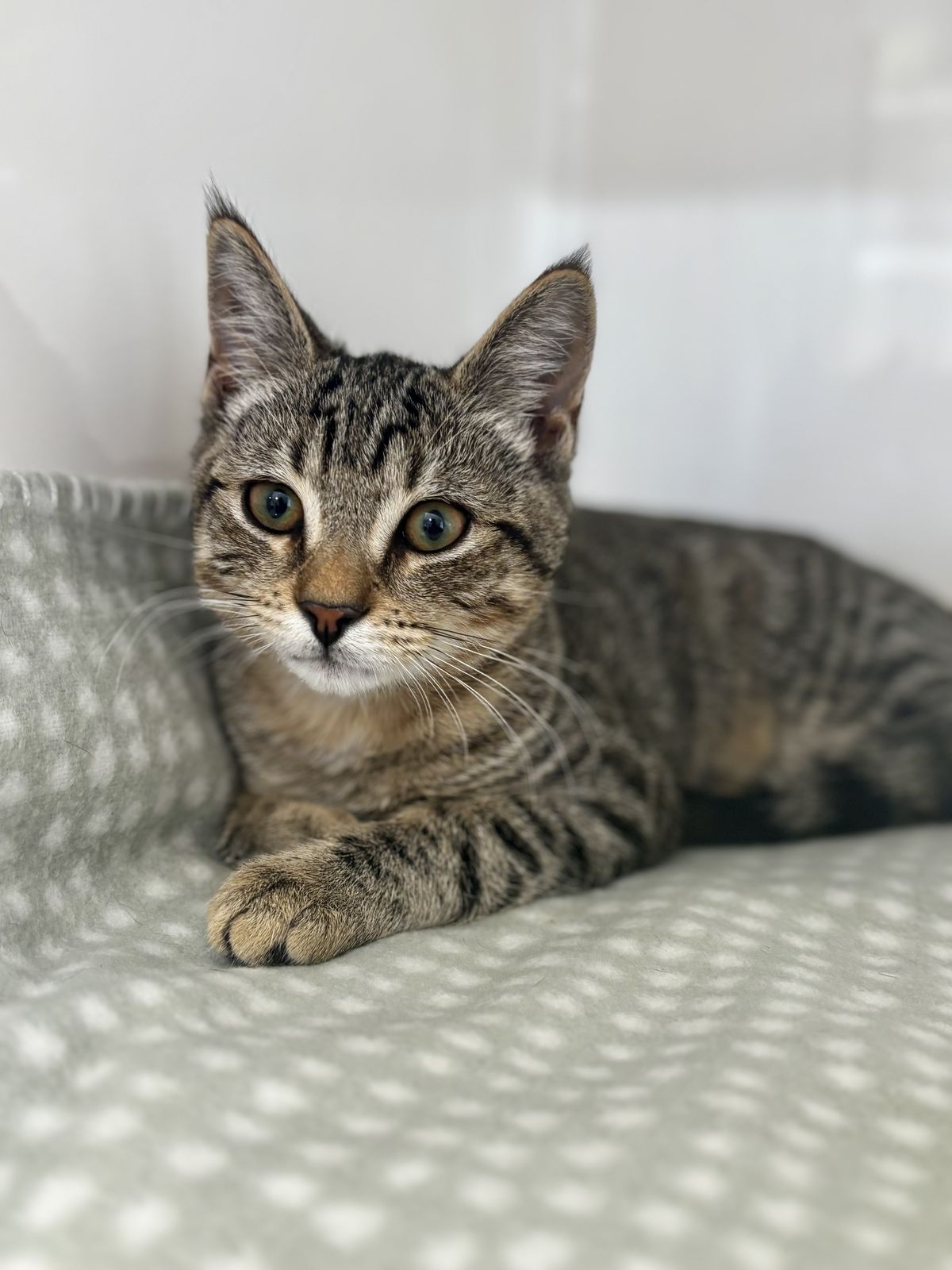 Gallery image: Teddy Paws