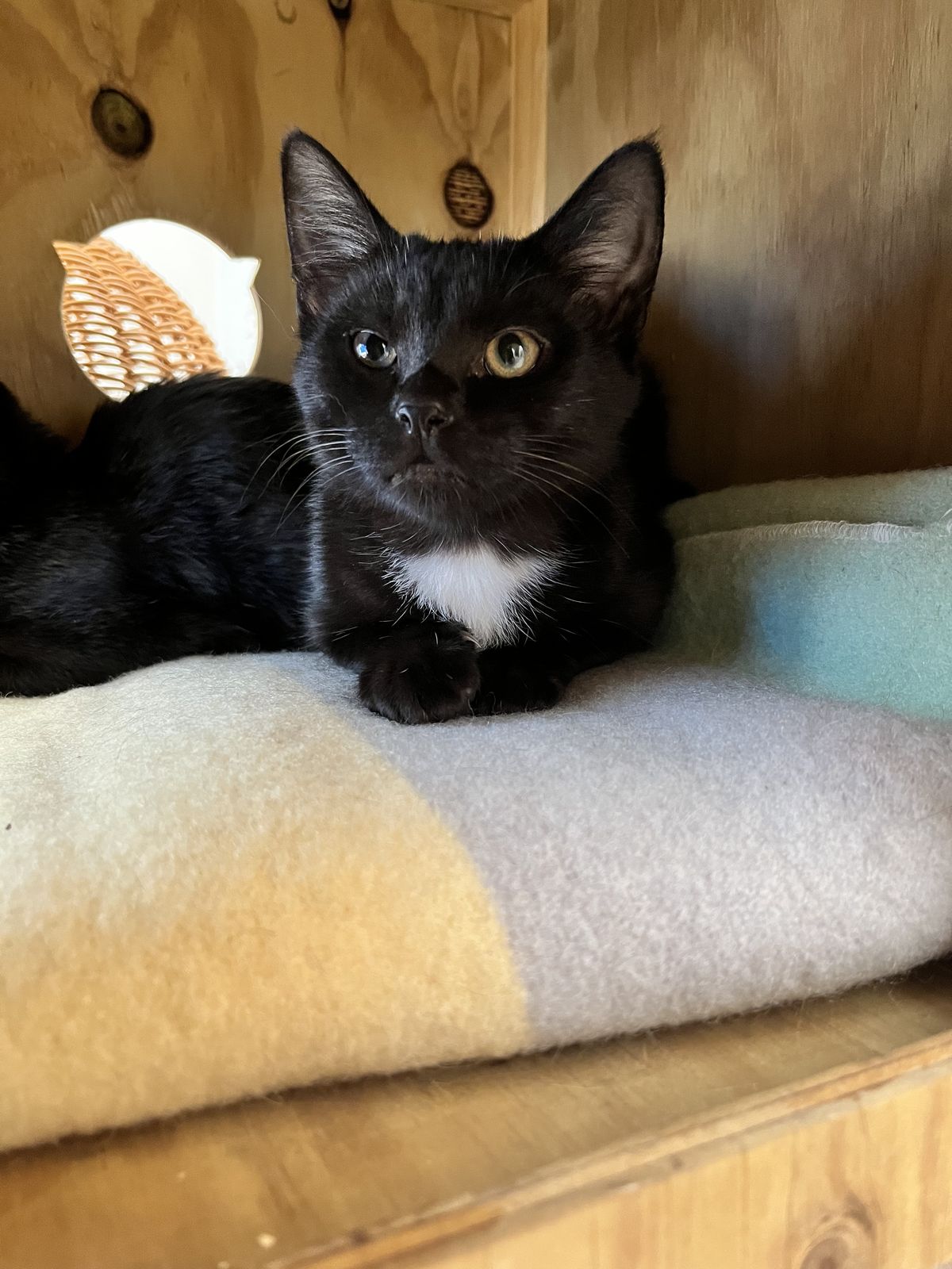 Gallery image: Aioli