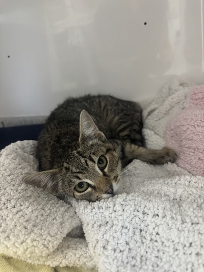 Polly - Domestic Short Hair