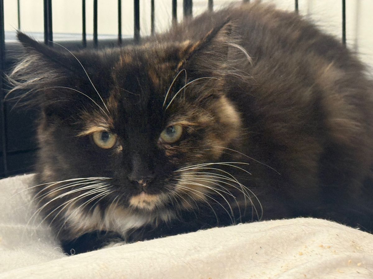 Gallery image: Petal