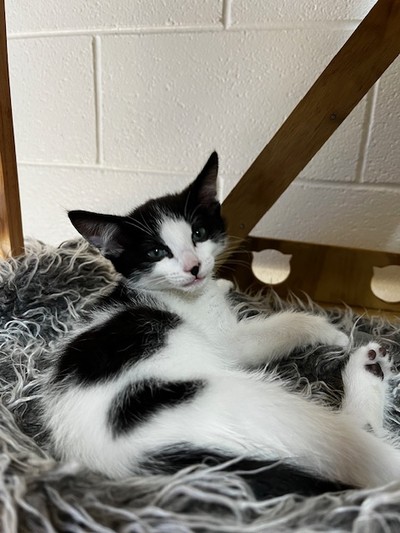 Rua - Domestic Short Hair