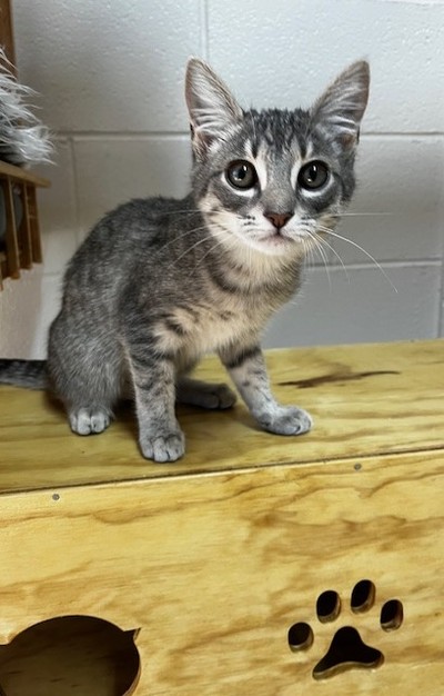 Micah  - Domestic Short Hair