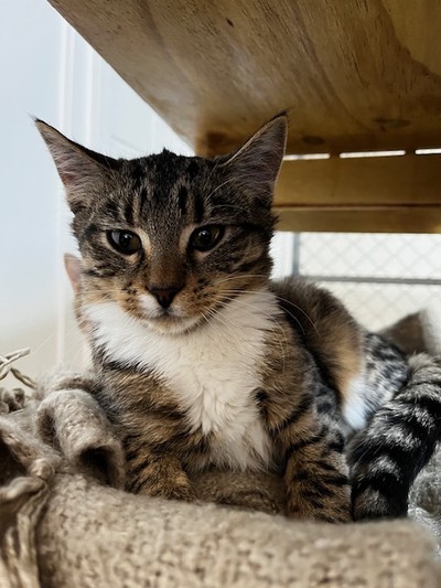 Frog - Domestic Short Hair