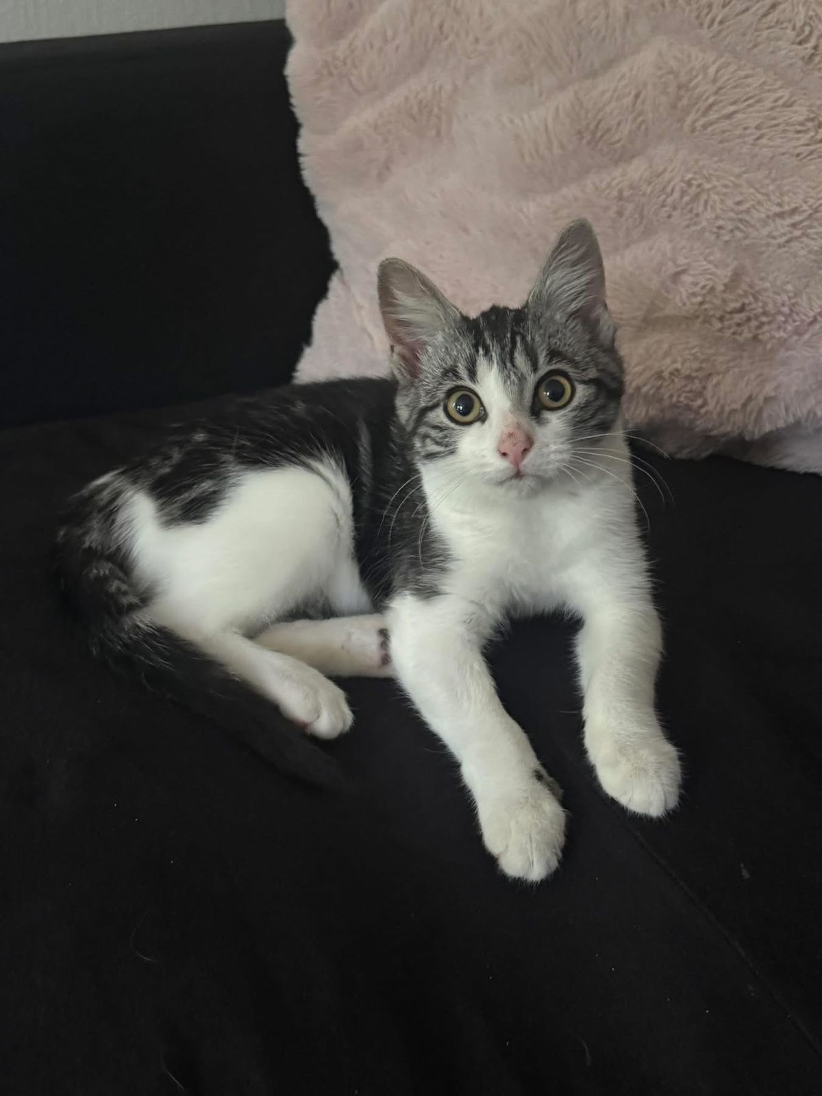 Gallery image: Poppy