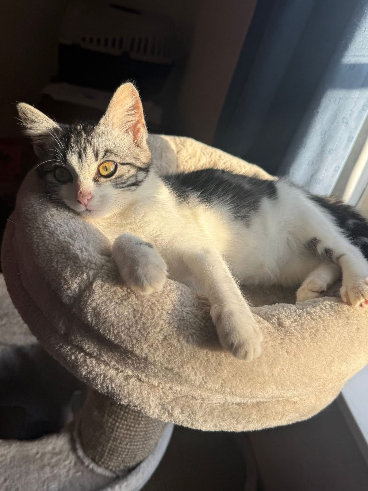 Gallery image: Poppy