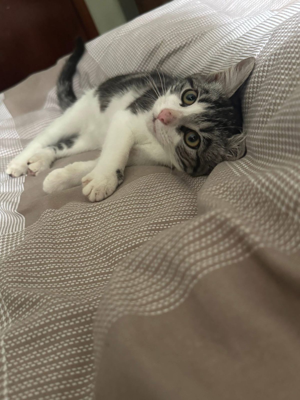 Gallery image: Poppy