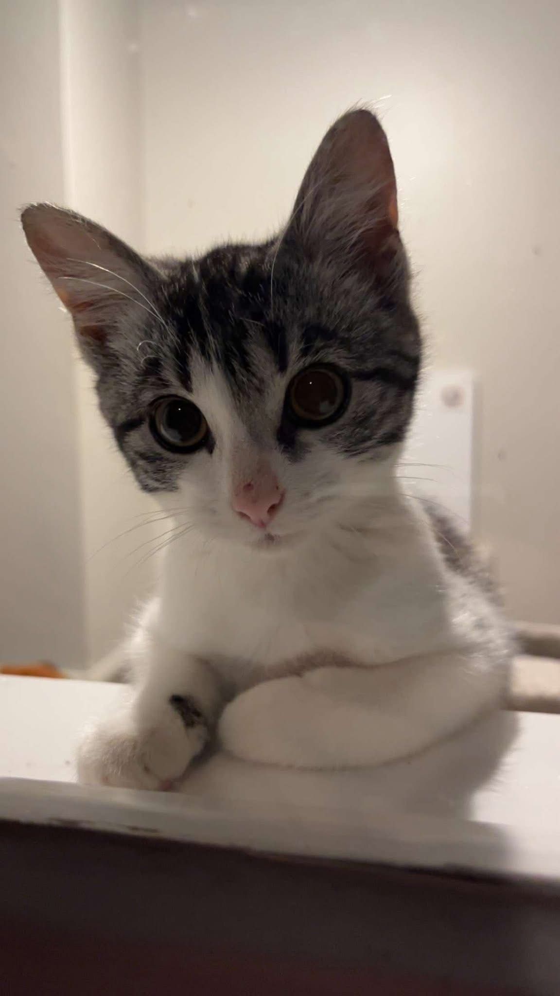 Gallery image: Poppy