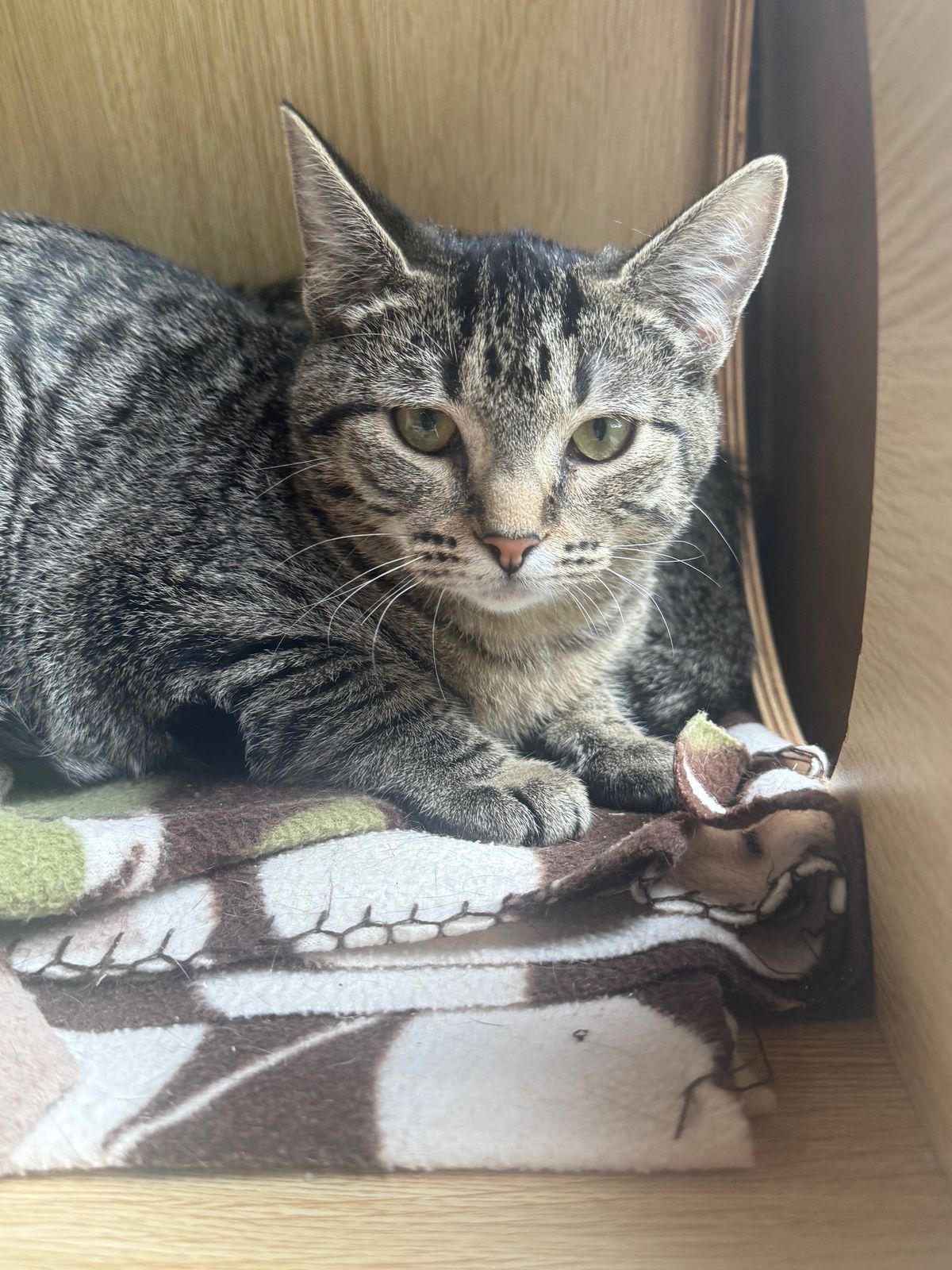 Gallery image: Montana