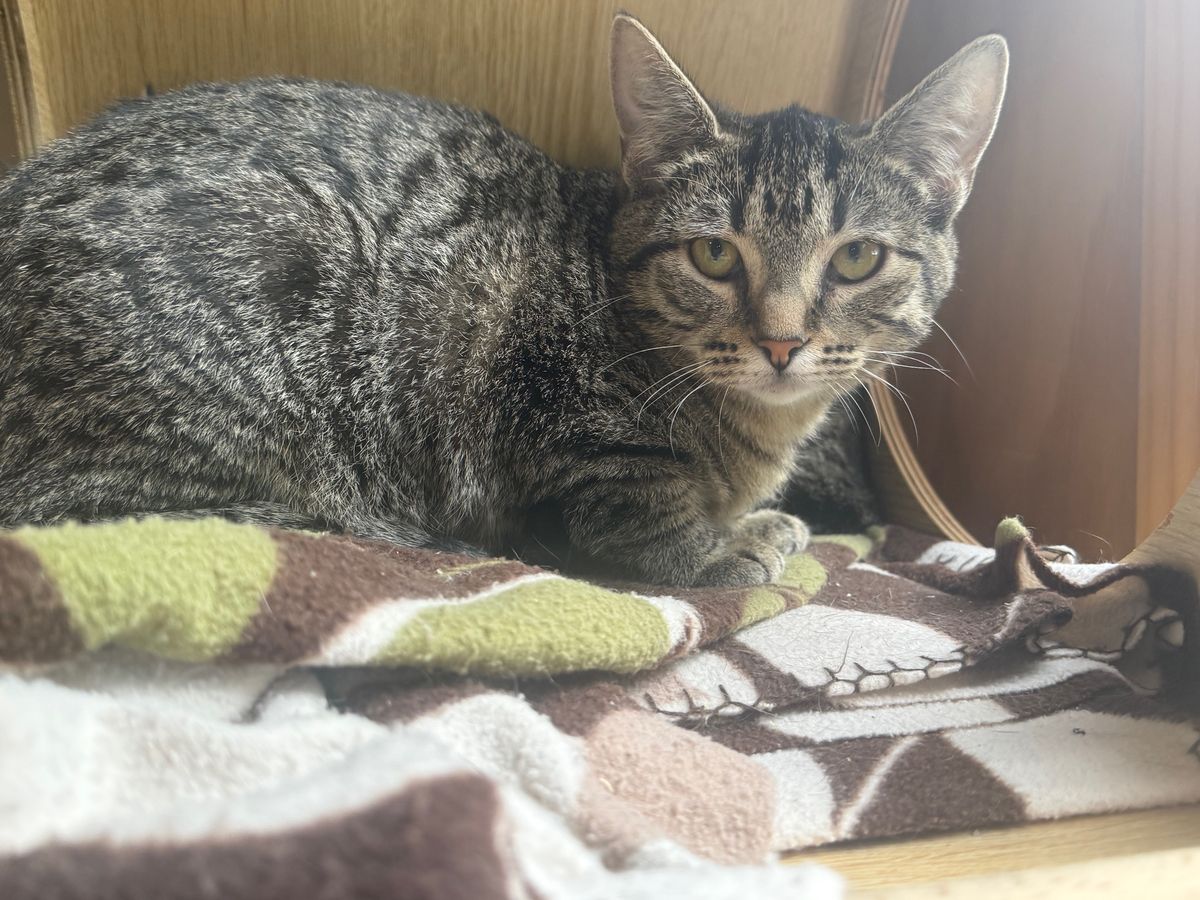 Gallery image: Montana