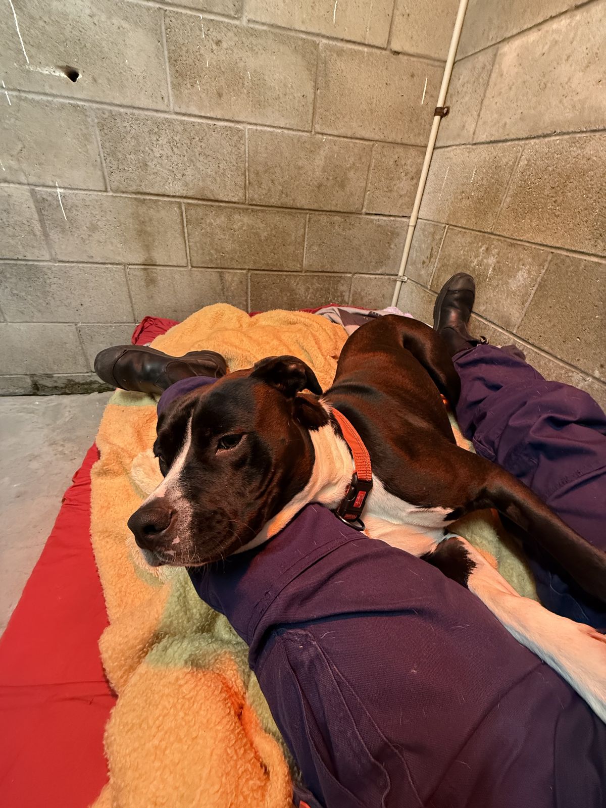 Gallery image: Shayla