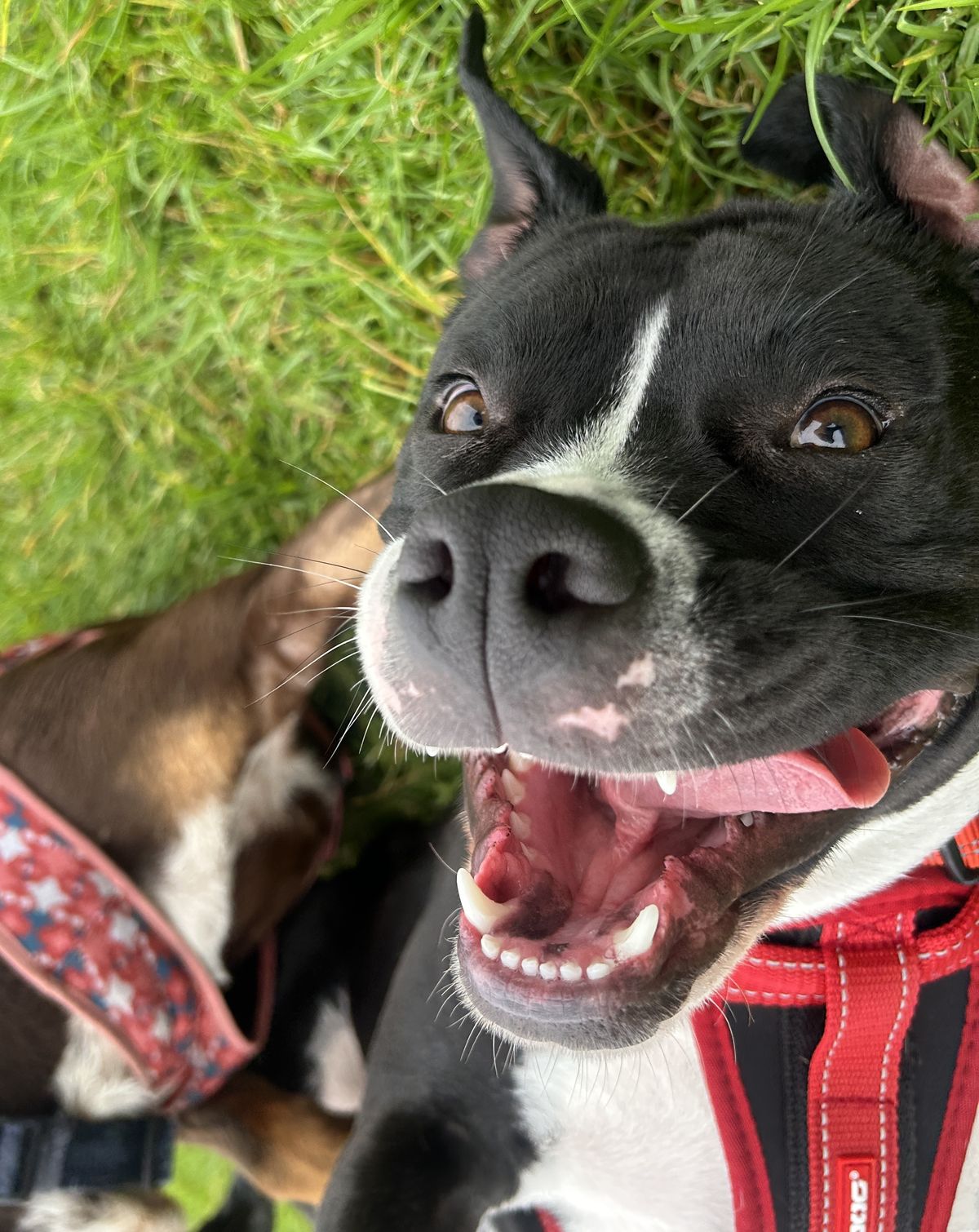 Gallery image: Shayla