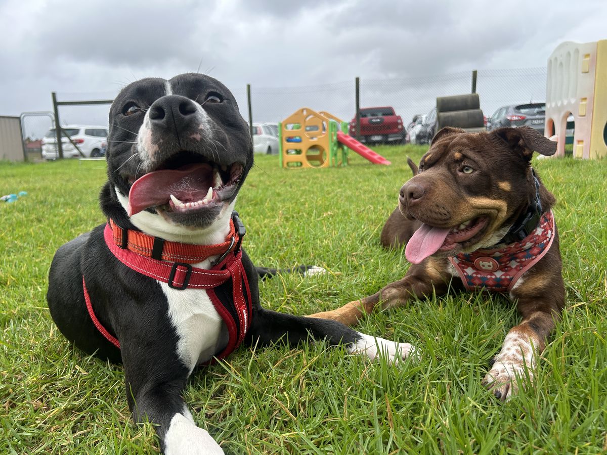 Gallery image: Shayla