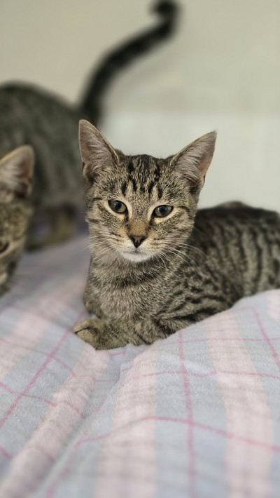 Nyx - Domestic Short Hair