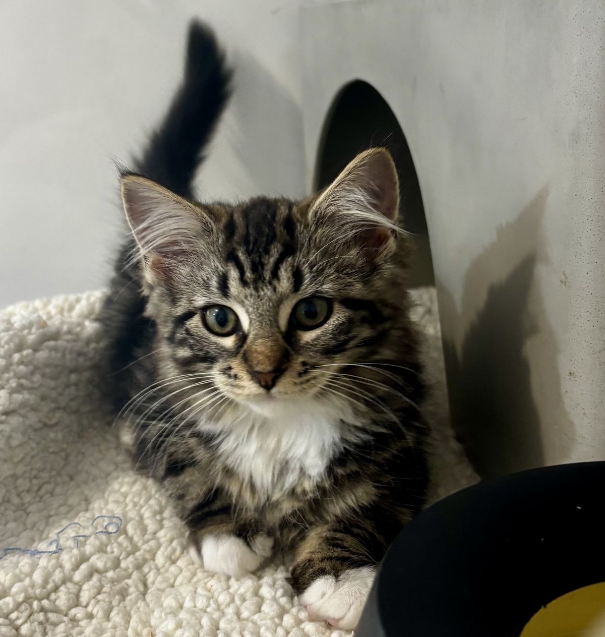 Gallery image: Penny