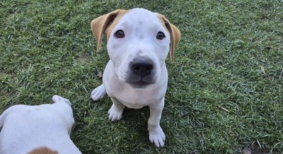 Kath - Medium Cross Breed