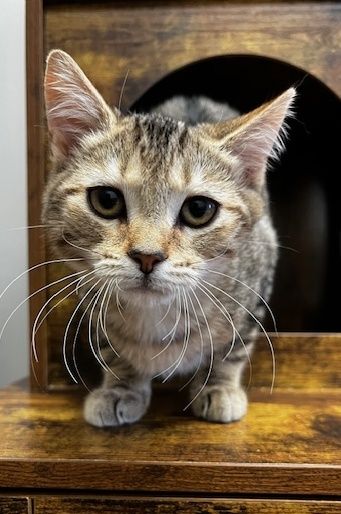 Gallery image: Bonnie