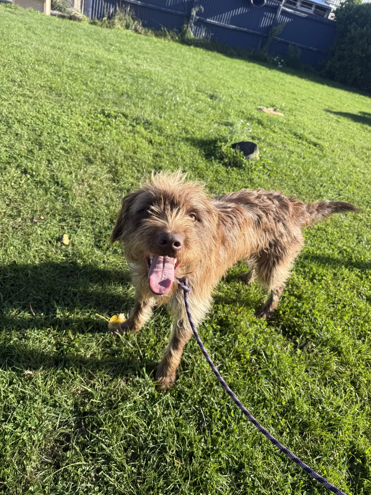 Gallery image: Alfred