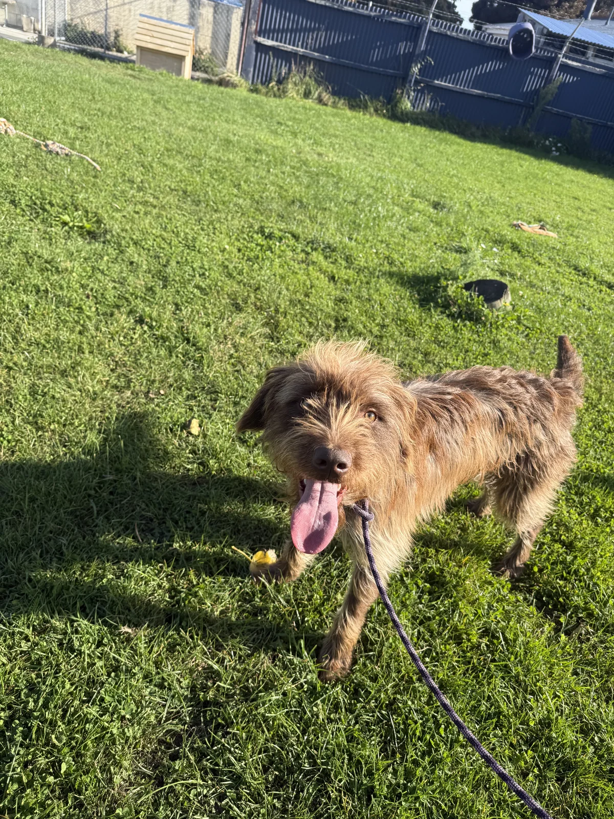 Gallery image: Alfred