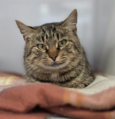 Louie - Domestic Short Hair