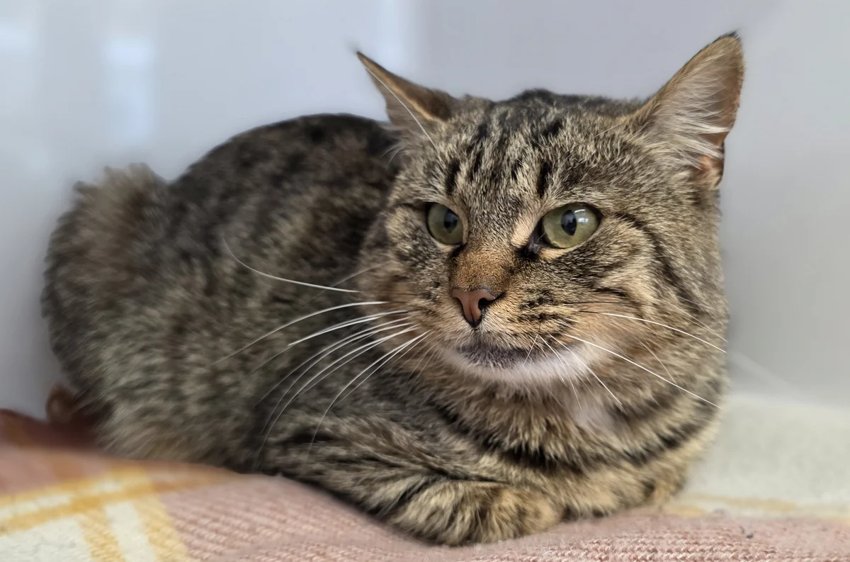 Gallery image: Louie