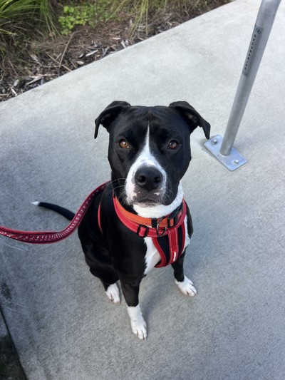 Shayla - Medium Cross Breed