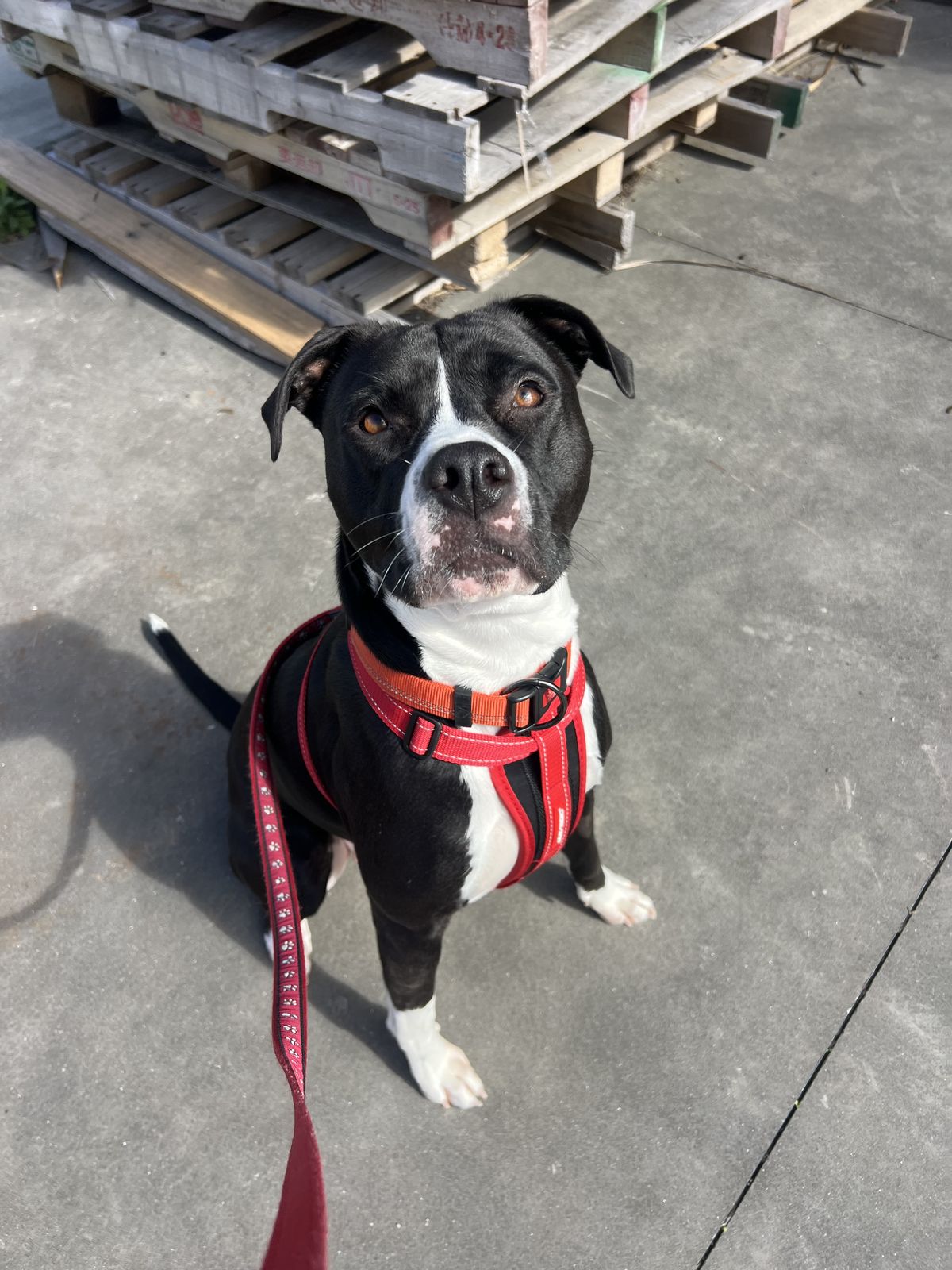 Gallery image: Shayla