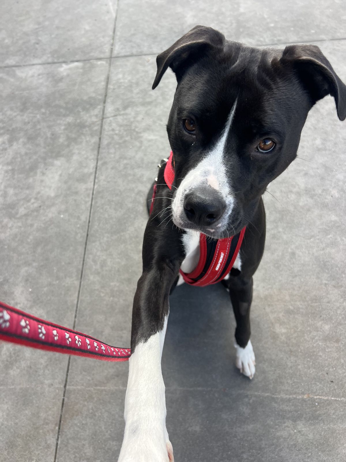 Gallery image: Shayla