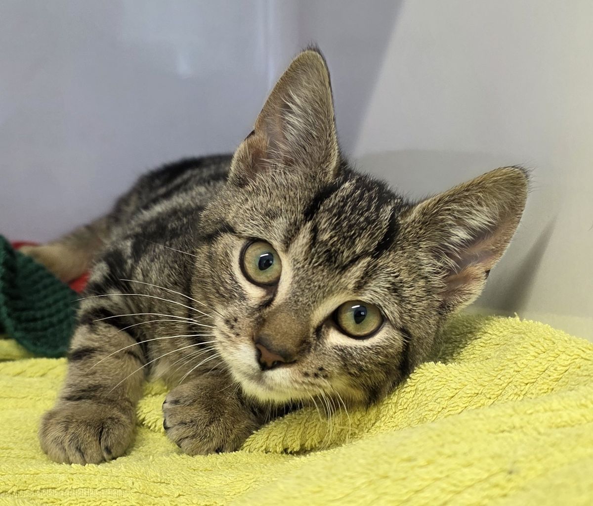 Gallery image: Hugsalot