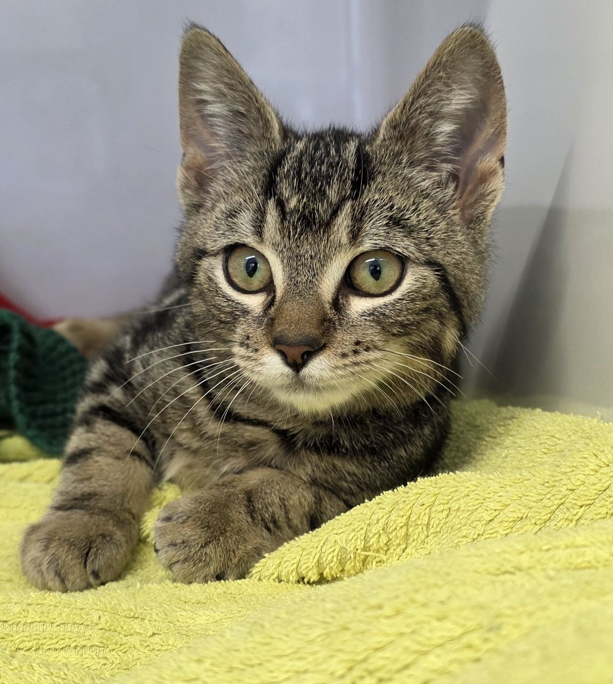 Gallery image: Hugsalot