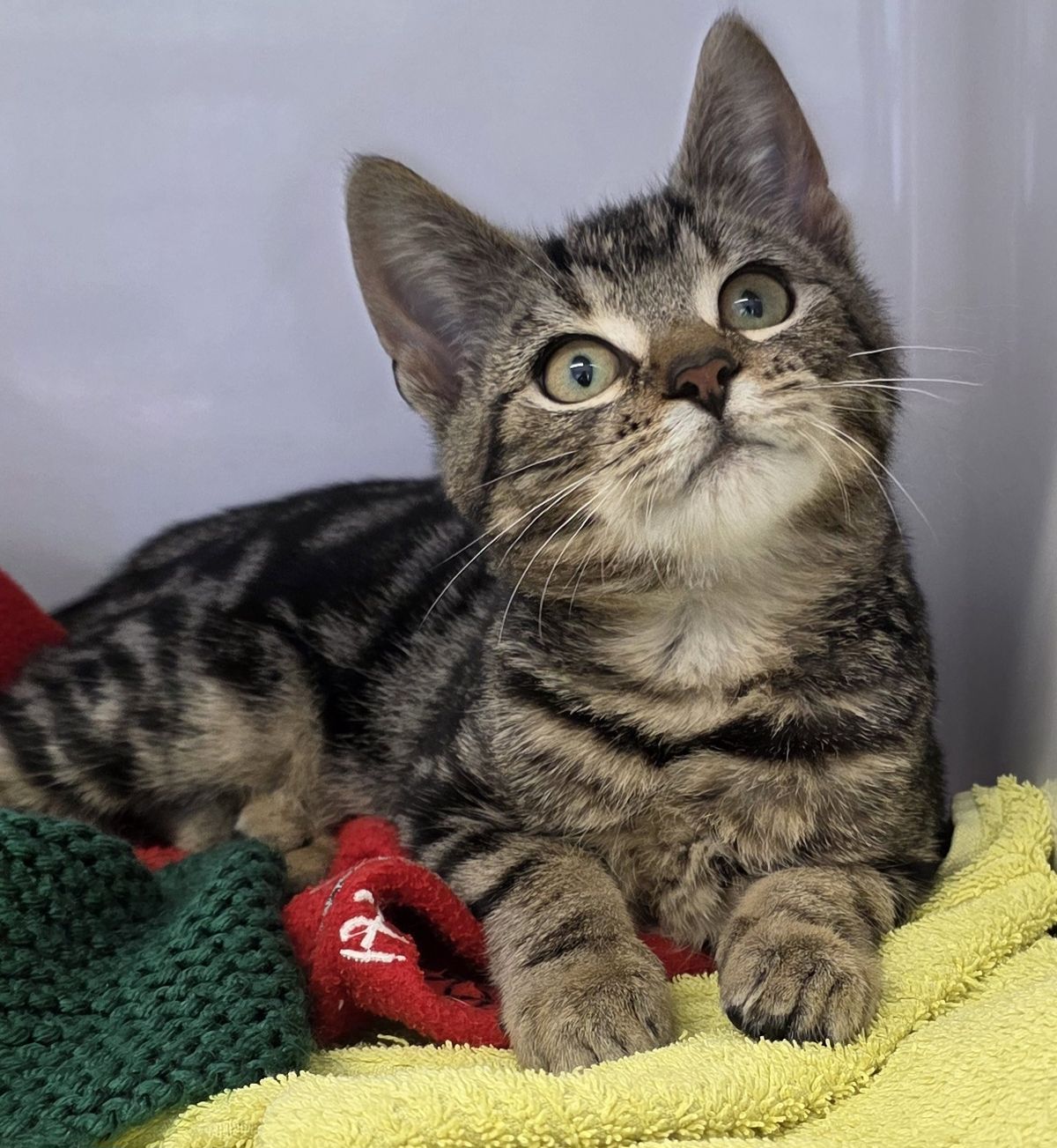 Gallery image: Hugsalot