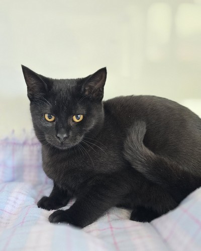 Moxie  - Domestic Short Hair