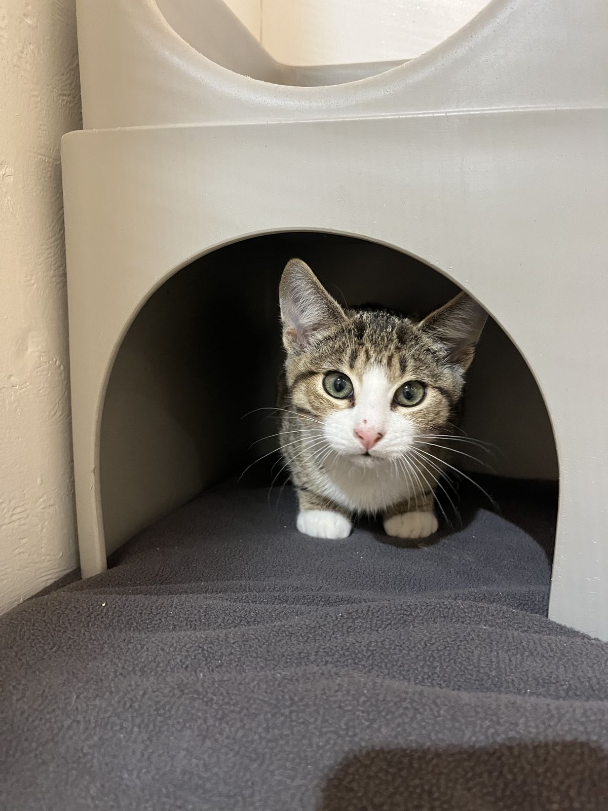 Gallery image: Bonnie