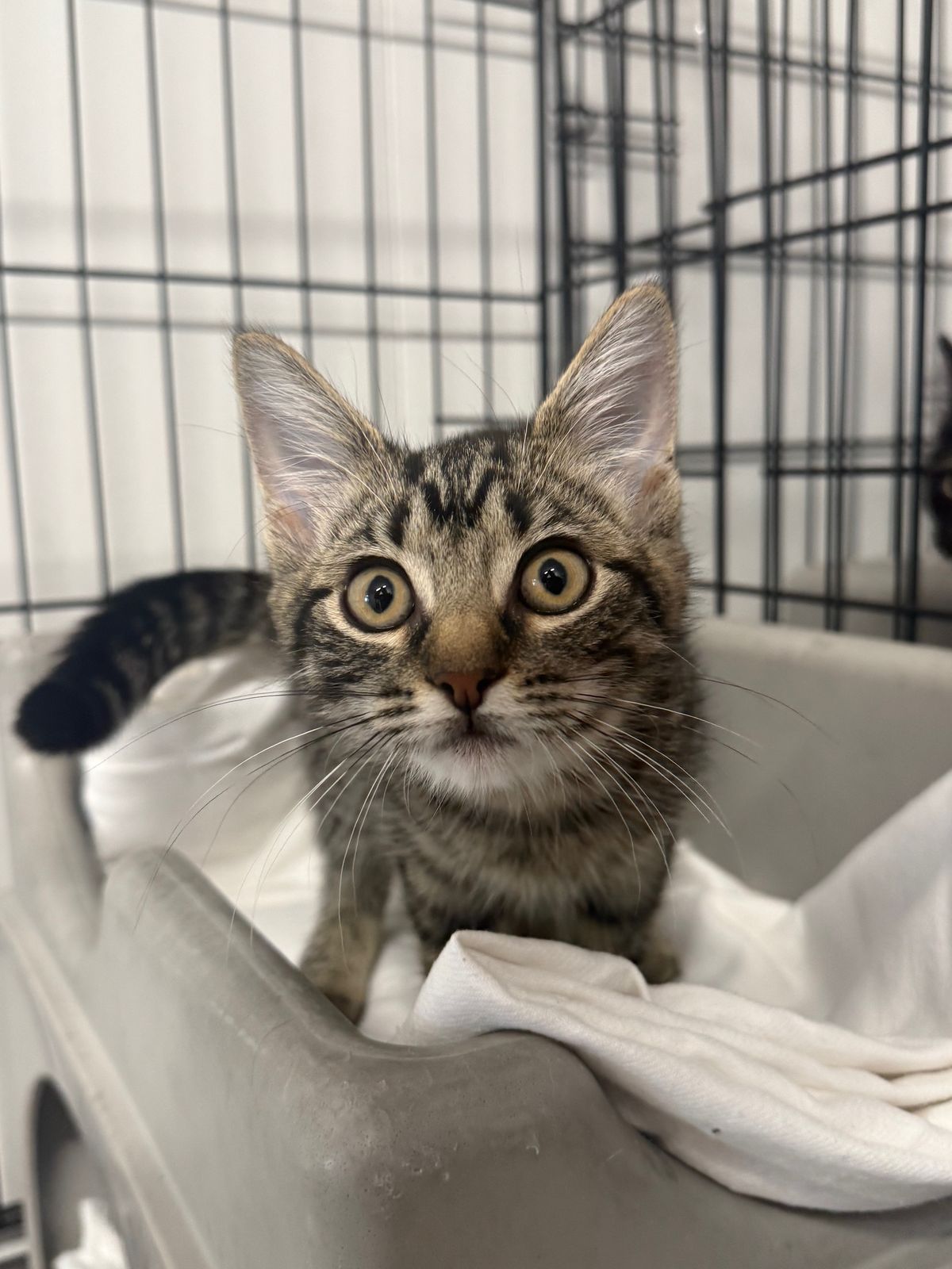 Gallery image: Elena