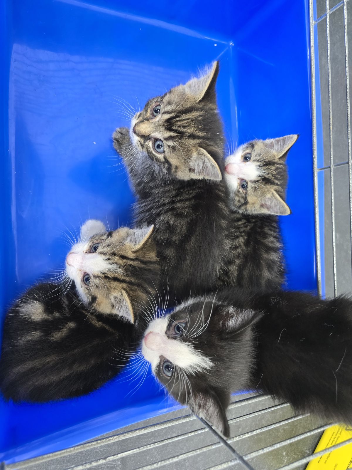 Gallery image: Elena