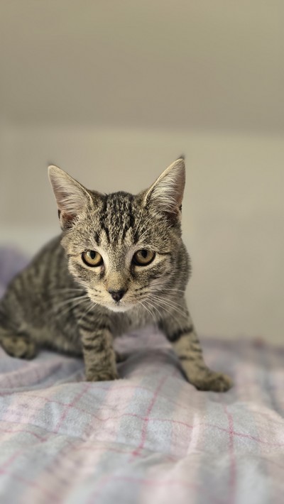 Onyx - Domestic Short Hair