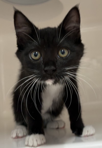 Daffodil - Domestic Short Hair