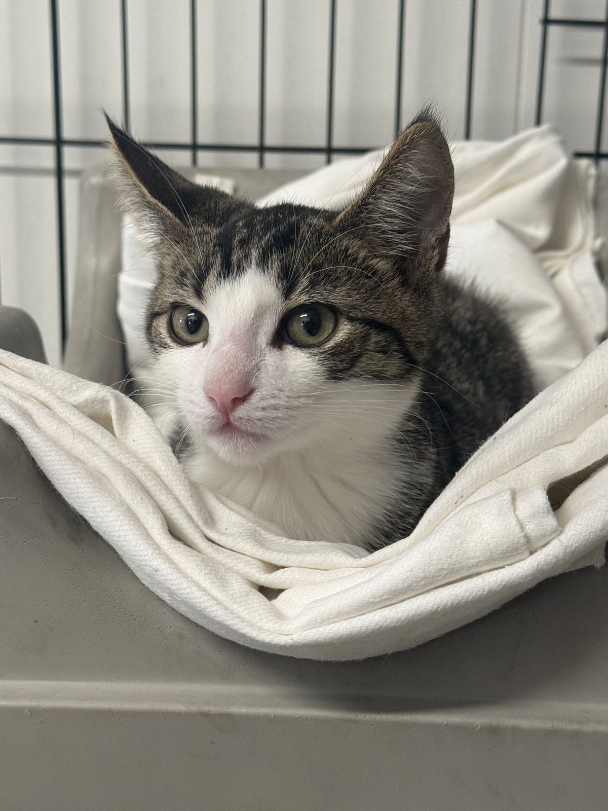 Gallery image: Rosanov