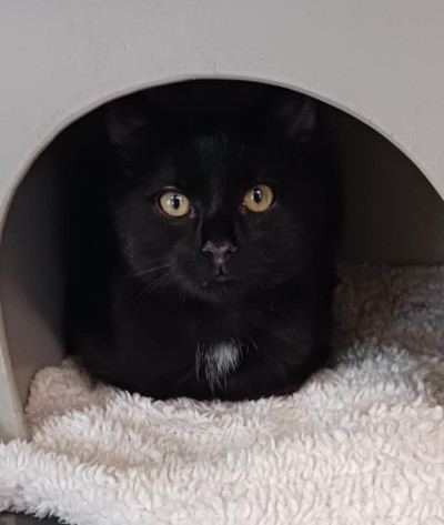 Rodger - Domestic Short Hair